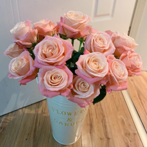 Miss Piggy Rose丨Your roses