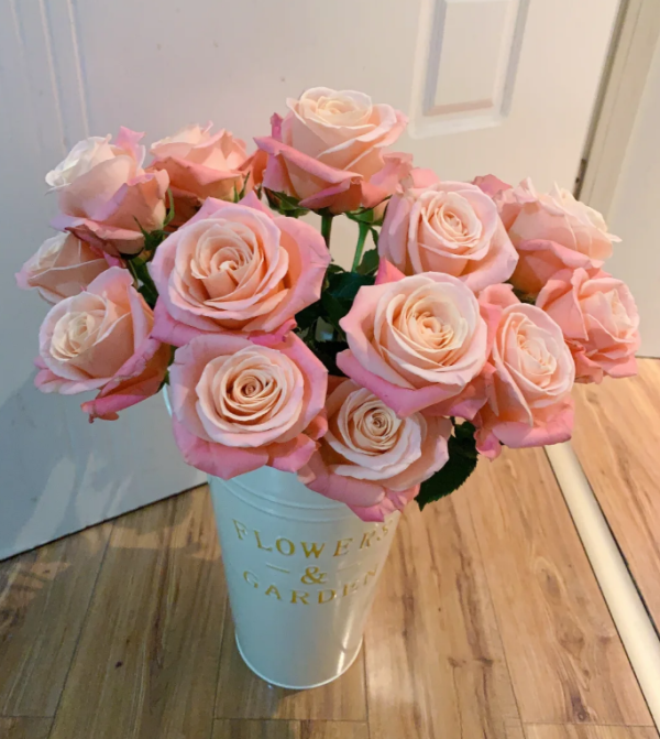Miss Piggy Rose丨Your roses