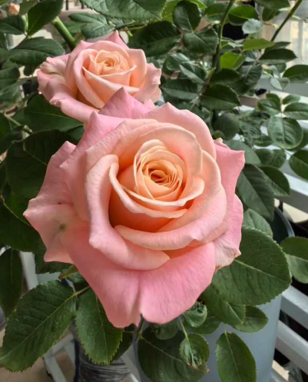 Miss Piggy Rose plant丨Your roses