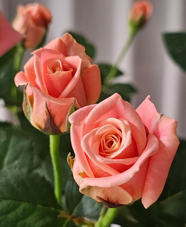 Miss Piggy Rose丨Your roses