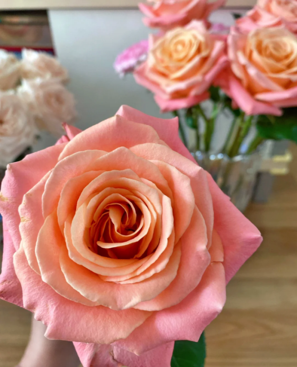 Miss Piggy Rose for sale丨Your roses