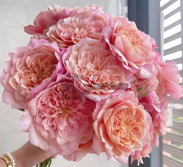 Miyabi Cha Rose丨Your roses