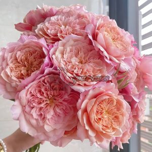 Miyabi Rose丨Your roses