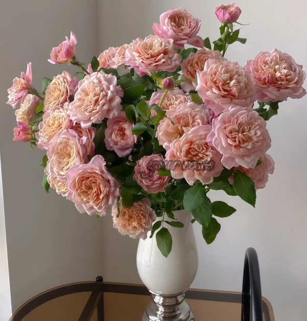 Miyabi Cha Rose for sale丨Your roses