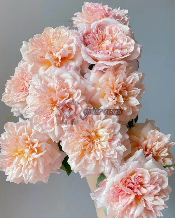 Miyabi Cha Rose丨Your roses