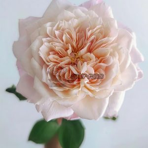 Miyabi Cha Rose plant丨Your roses