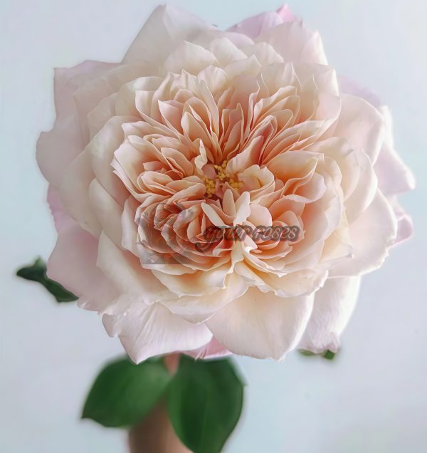 Miyabi Cha Rose plant丨Your roses