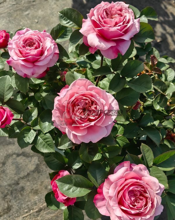 Miyabi Rose丨Your roses