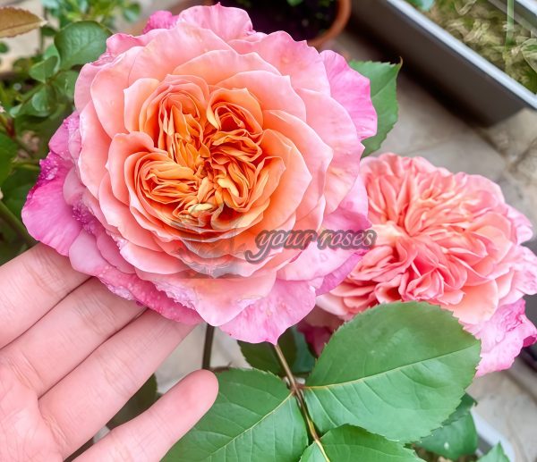 Miyabi Rose plant丨Your roses
