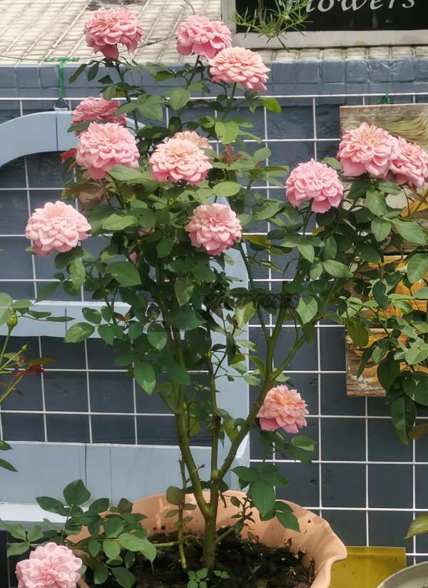 Miyabi Rose丨Your roses