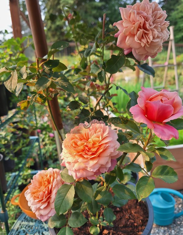 Miyabi Rose for sale丨Your roses