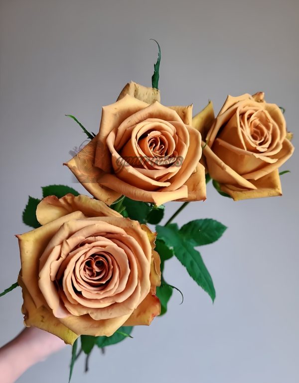 Mokarosa Rose for sale丨Your roses