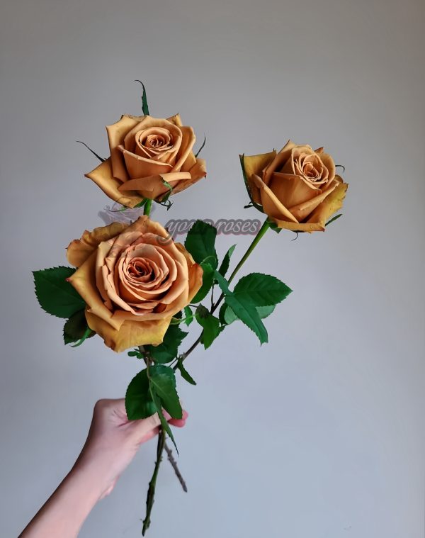 Mokarosa Rose丨Your roses