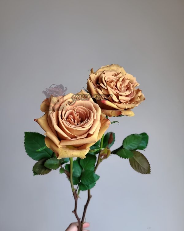 Mokarosa Rose丨Your roses