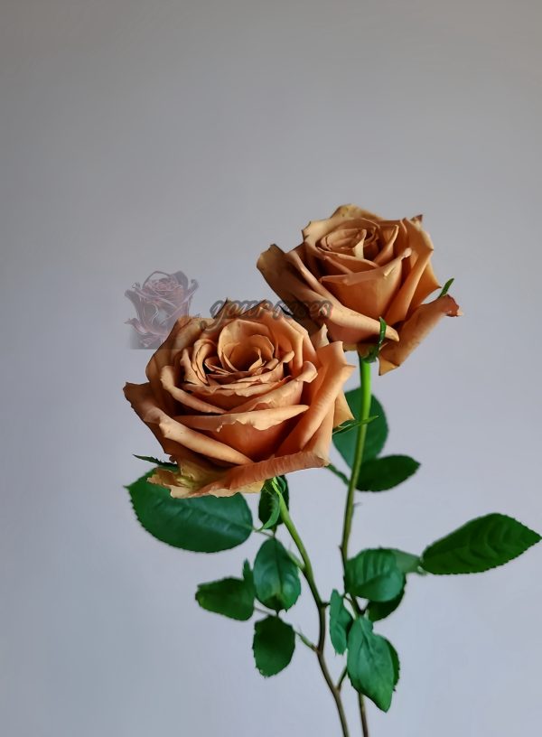 Mokarosa Rose plant丨Your roses