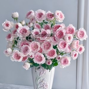 Monique Darve Rose plant丨Your roses