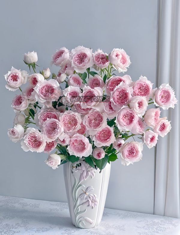 Monique Darve Rose plant丨Your roses