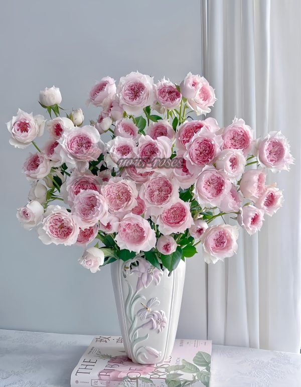 Monique Darve Rose丨Your roses