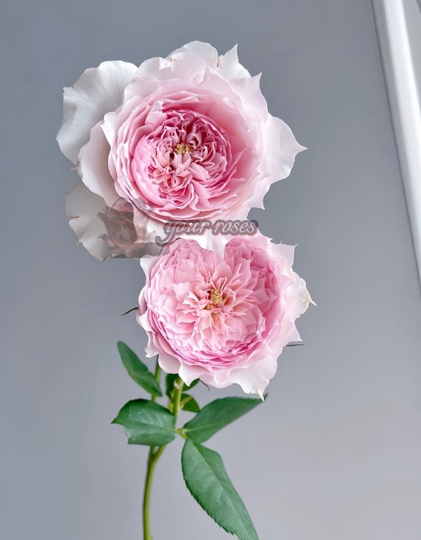 Monique Darve Rose丨Your roses