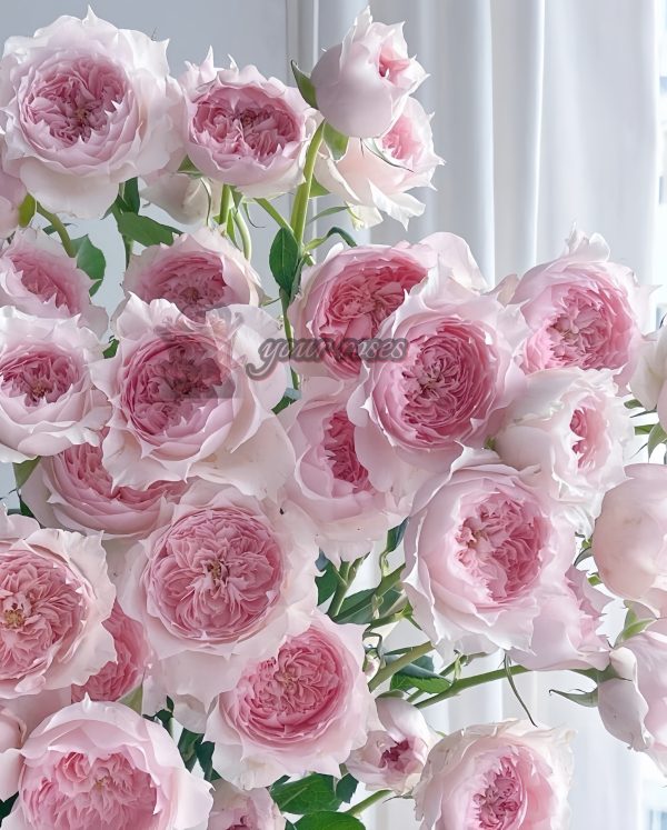 Monique Darve Rose for sale丨Your roses