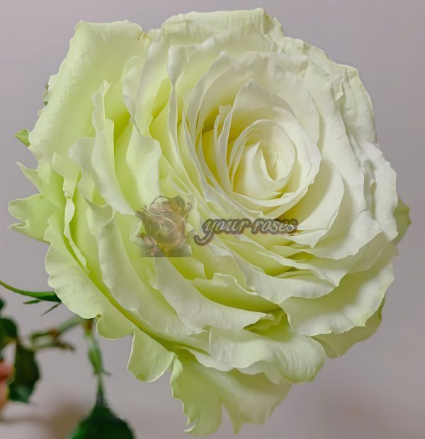 Moonstone Rose Cadillac DeVille Rose WEKcryland Rose丨Your roses