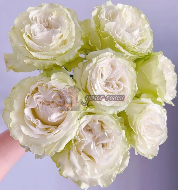 Moonstone Rose Cadillac DeVille Rose WEKcryland Rose丨Your roses