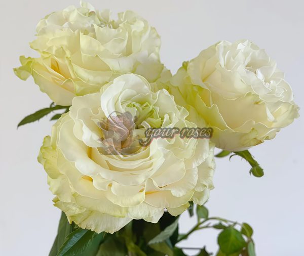 Moonstone Rose Cadillac DeVille Rose WEKcryland Rose plant丨Your roses