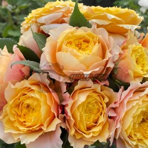Morning Rose丨Your roses