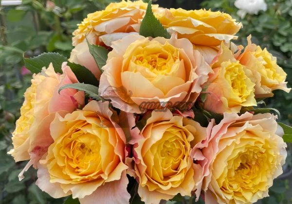 Morning Rose丨Your roses