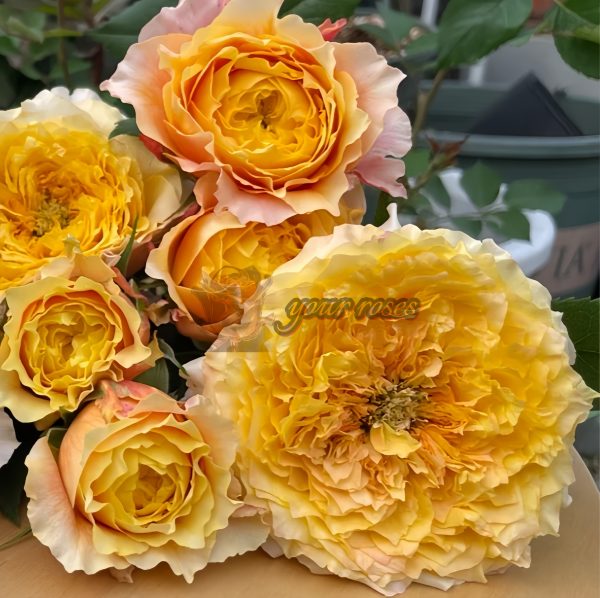 Morning Rose丨Your roses
