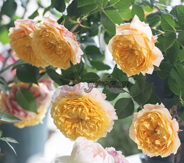 Morning Rose for sale丨Your roses