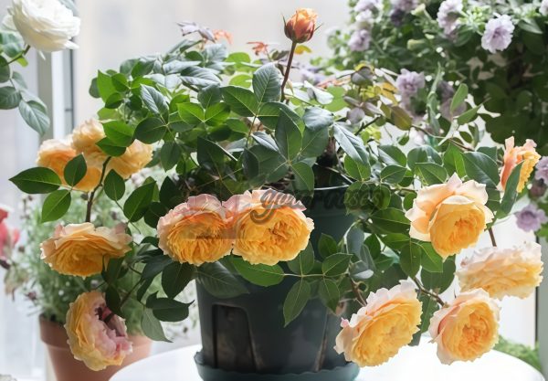 Morning Rose丨Your roses