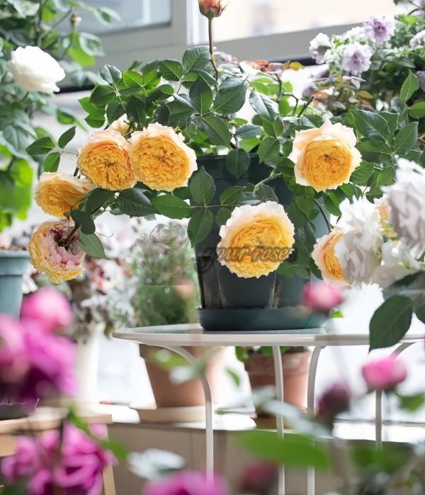 Morning Rose plant丨Your roses