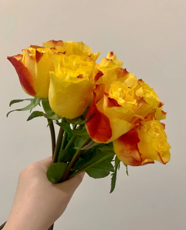Newsflash Rose丨Your roses