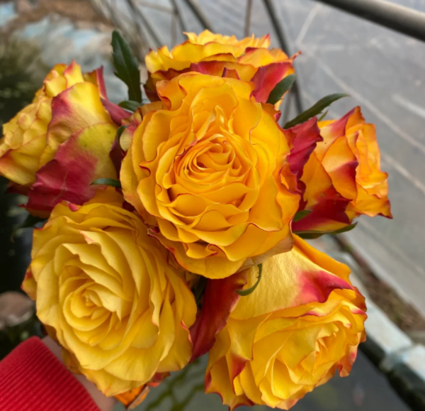 Newsflash Rose for sale丨Your roses