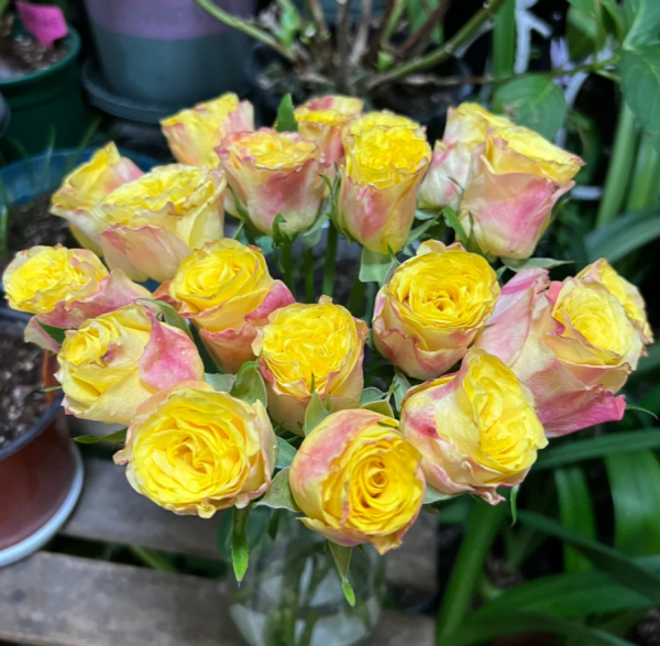 Newsflash Rose plant丨Your roses