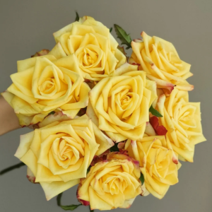 Newsflash Rose丨Your roses