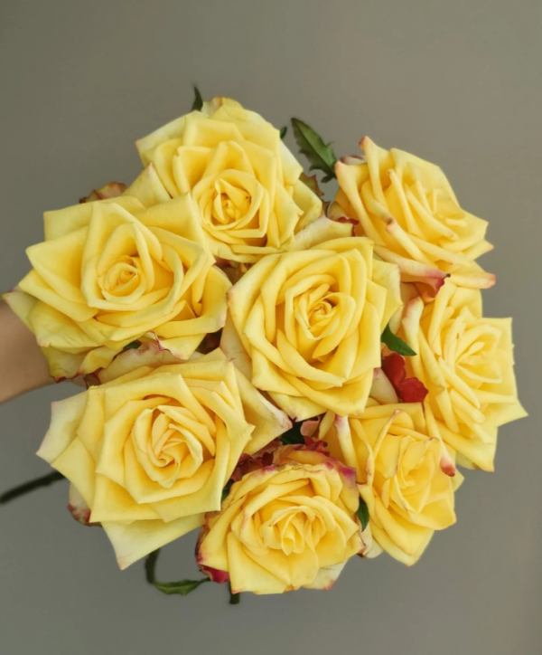 Newsflash Rose丨Your roses