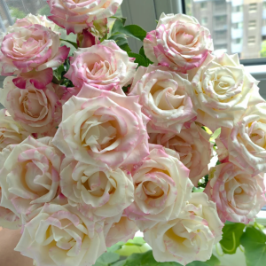 Nichang Rose for sale丨Your roses