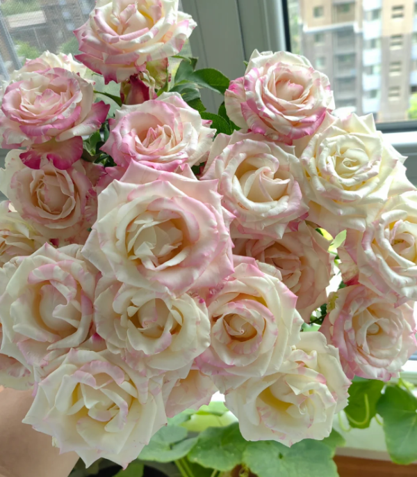 Nichang Rose for sale丨Your roses