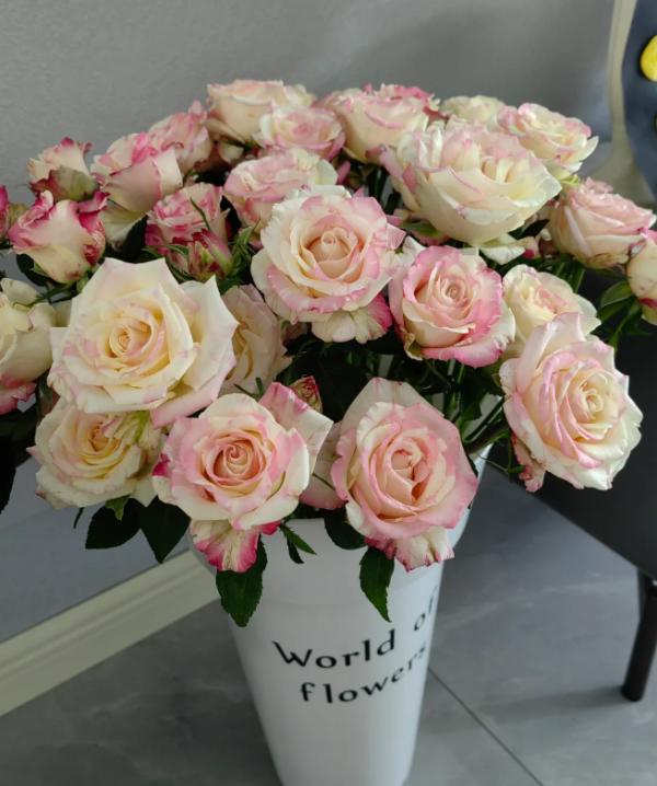 Nichang Rose丨Your roses