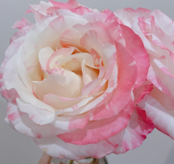 Nichang Rose丨Your roses