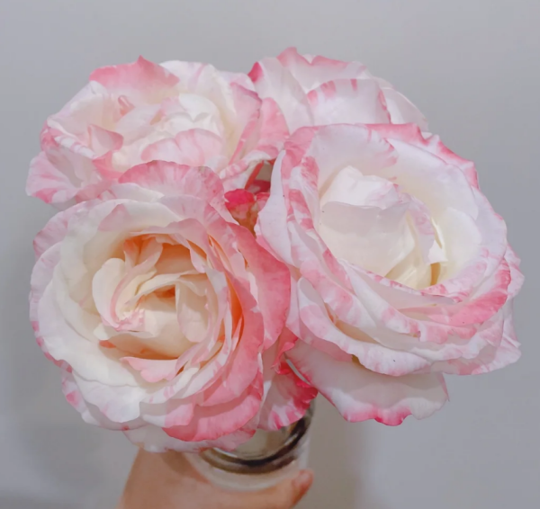 Nichang Rose plant丨Your roses