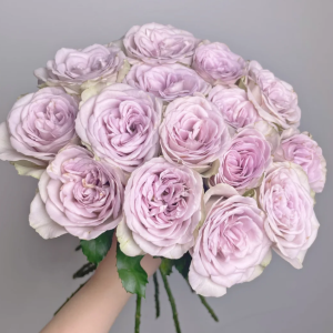 Notre Dame Rose for sale丨Your roses