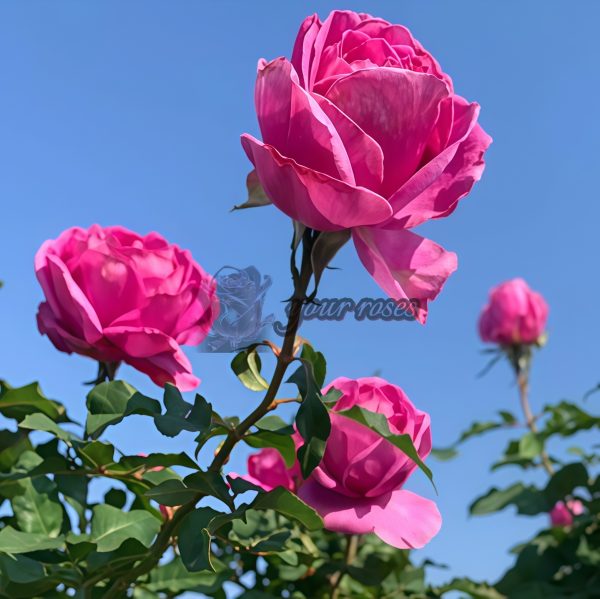 Odeur d'Amour Rose plant丨Your roses