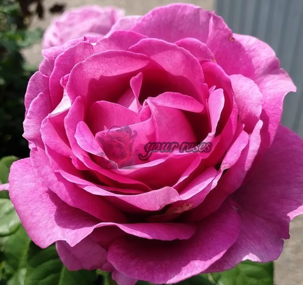 Odeur d'Amour Rose丨Your roses