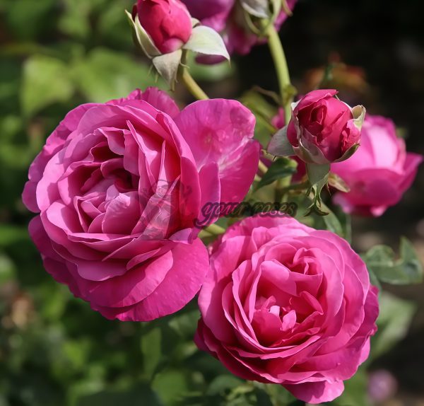 Odeur d'Amour Rose for sale丨Your roses