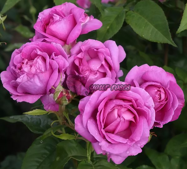 Odeur d'Amour Rose丨Your roses