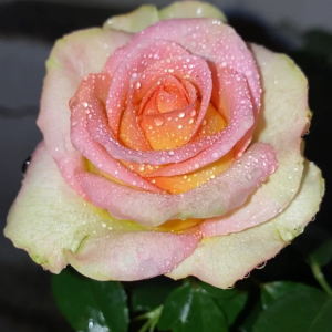 Olduvai Rose for sale丨Your roses