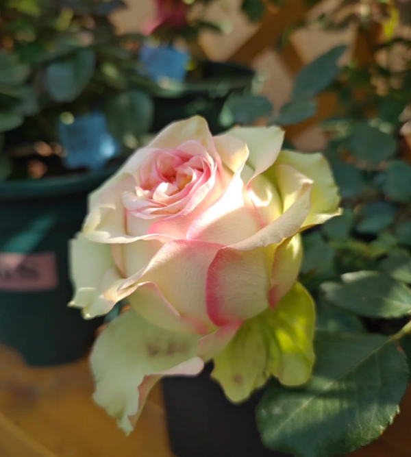 Olduvai Rose 丨Your roses